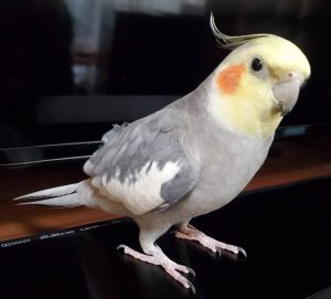 鳥さん登場！オカメインコの あげは さんです♪