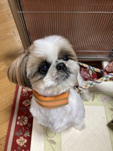おもちゃ大好き茶々丸くん♪