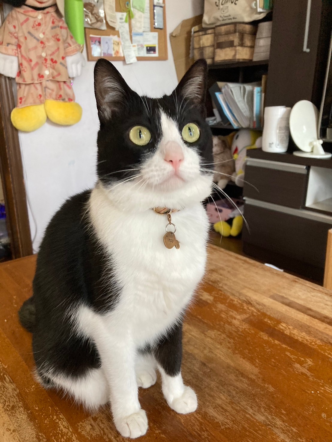 ハチワレ 末広がりの愛らしさ！ハチワレにゃんこのモウちゃん | 高槻市,茨木市