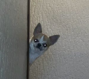 なんとも言えない表情がVery cute！チワワのぬーちゃん