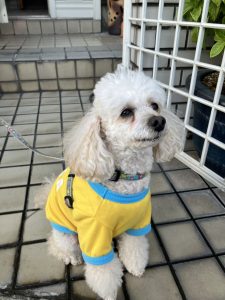 優しい眼差し トイプードルのGAKUちゃん